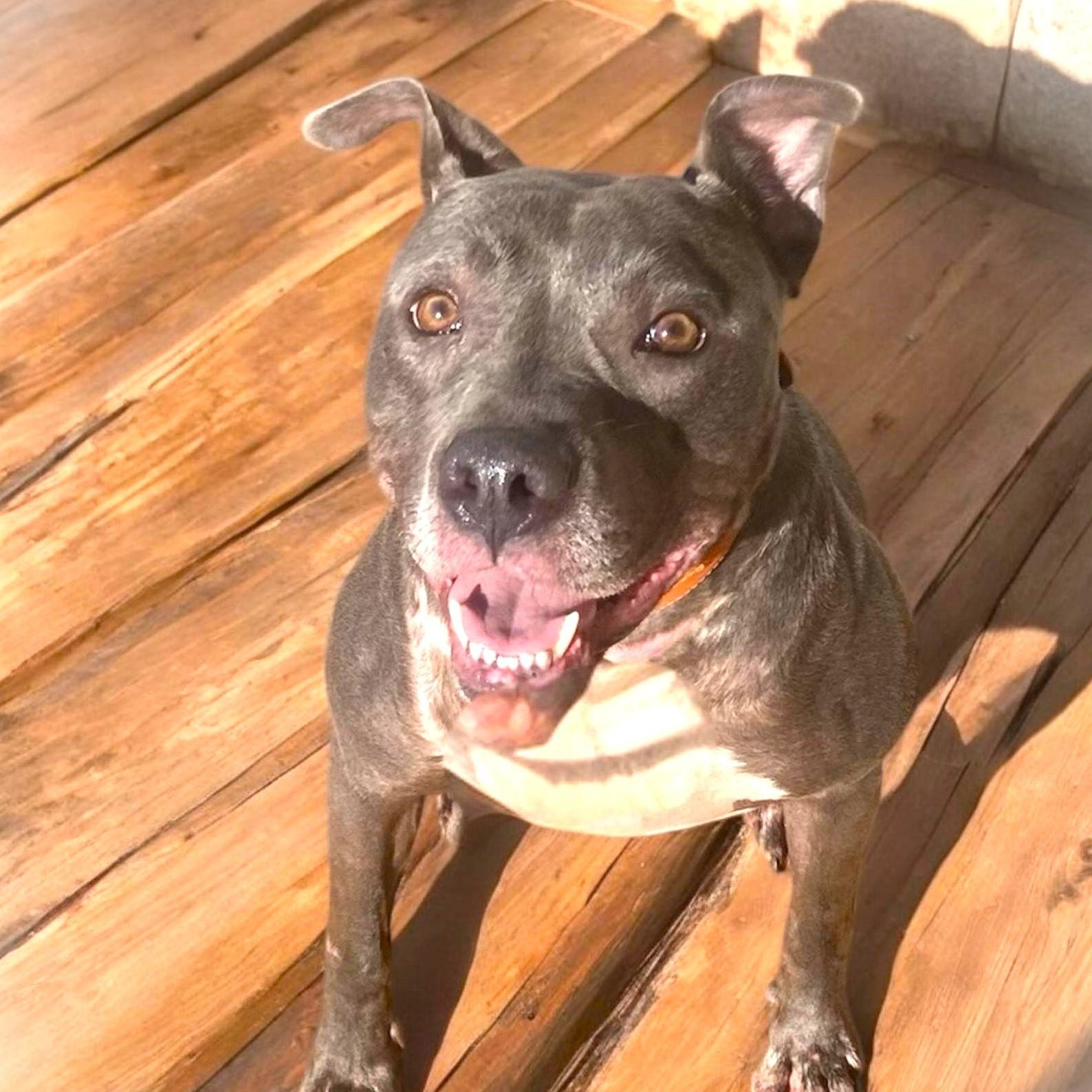 Enlarge HANSON, a Adoptable mixed breed image 6/6