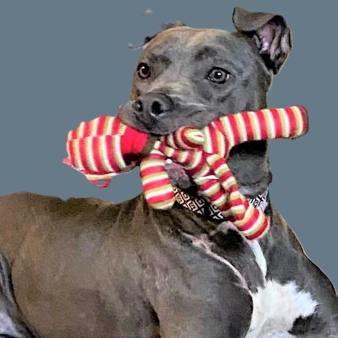 HANSON, Adoptable, Adult Male Pit Bull Terrier.