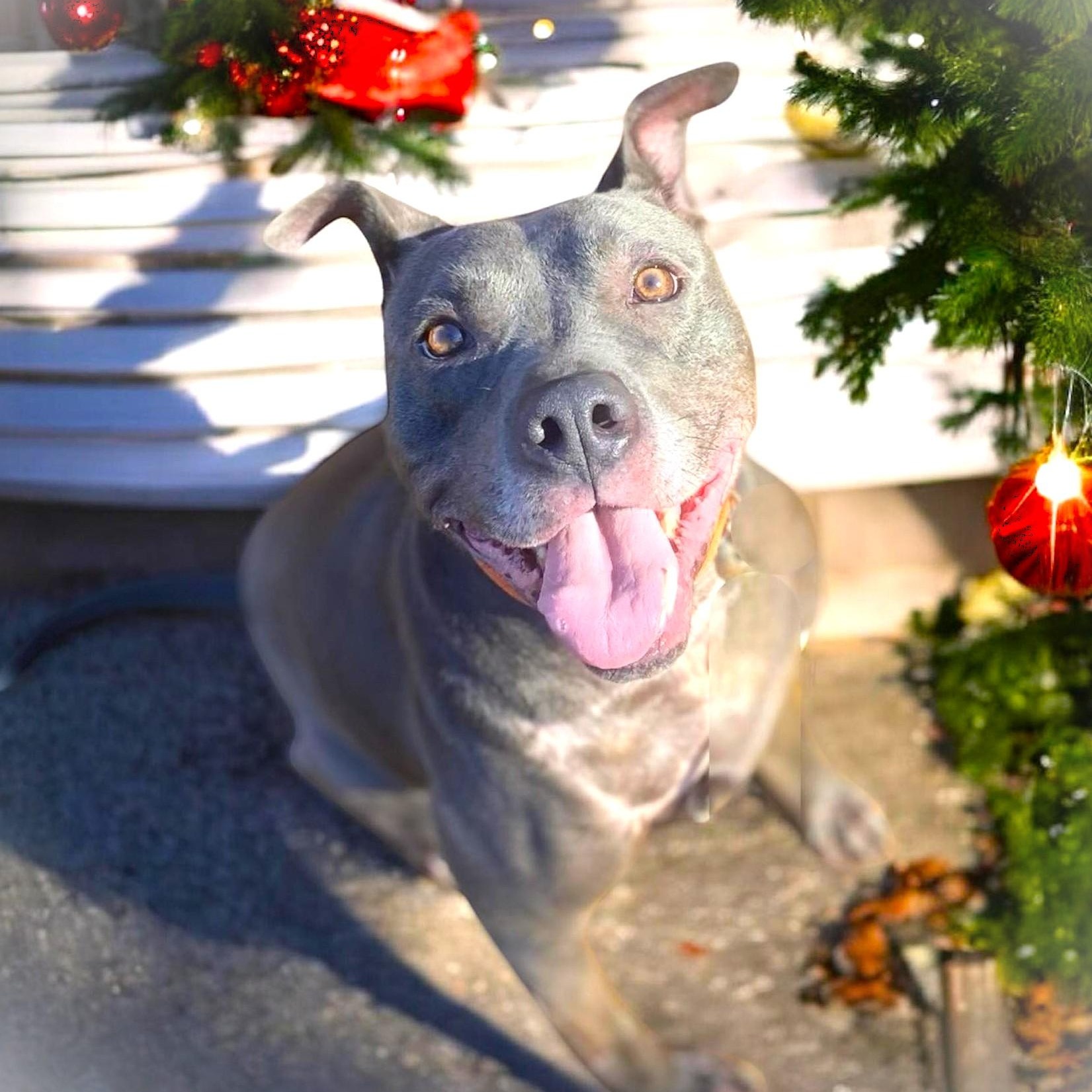 Enlarge HANSON, a Adoptable mixed breed image 5/6