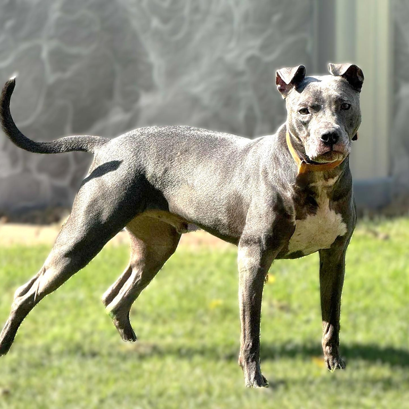 Enlarge HANSON, a Adoptable mixed breed image 4/6