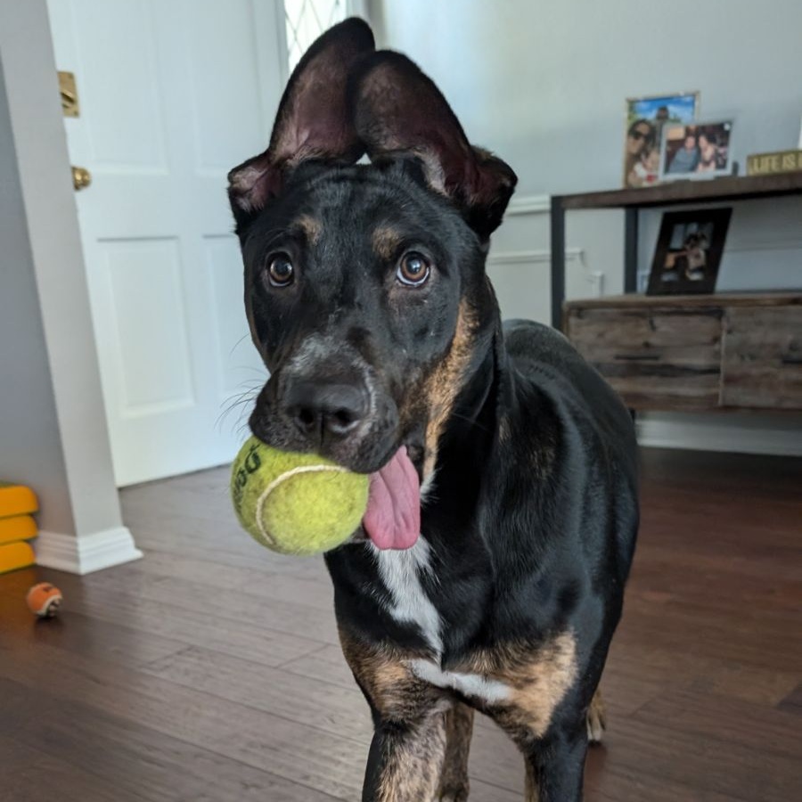 Simba