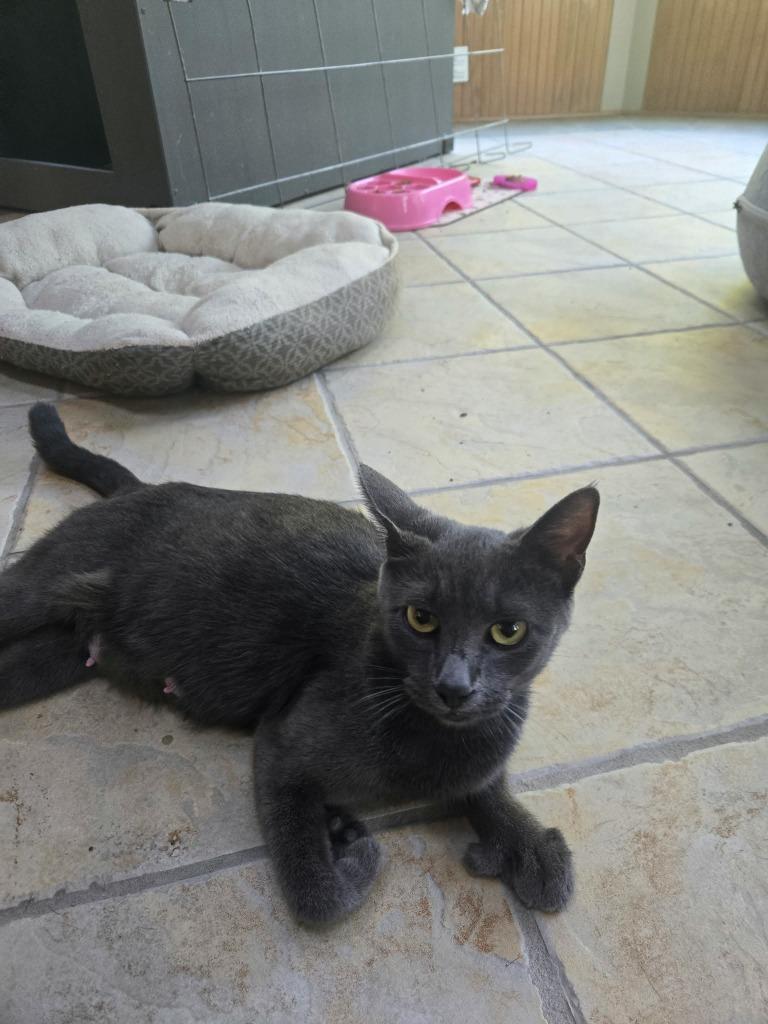 Polly, Adoptable, Young Female Extra-Toes Cat / Hemingway Polydactyl.