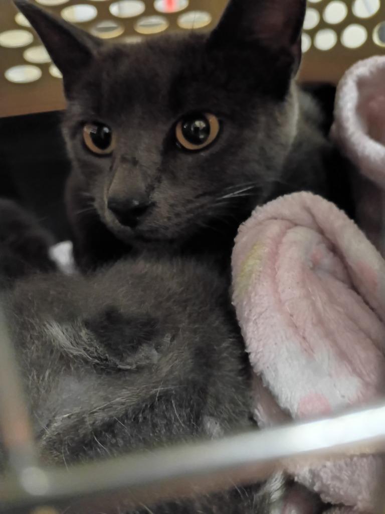 Enlarge Polly, a Adoptable Extra-Toes Cat / Hemingway Polydactyl in Hamilton, OH image 2/2
