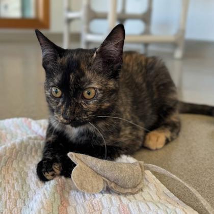 Enlarge Rita, a Adoptable mixed breed in Traverse City, MI image 1/3