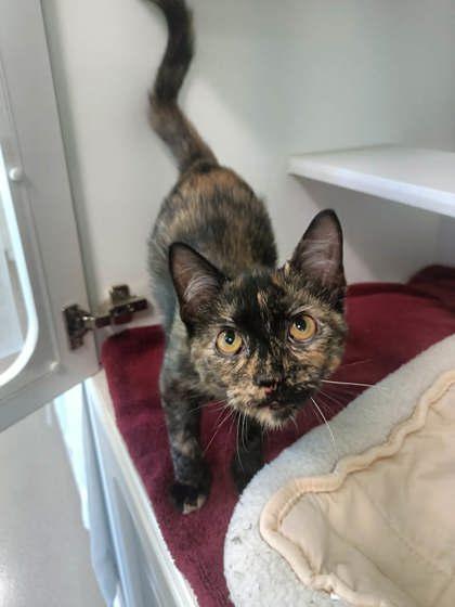 Rita, Adoptable, Kitten Female Domestic Short Hair & Domestic Short Hair.