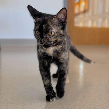 Enlarge Rita, a Adoptable mixed breed in Traverse City, MI image 2/3