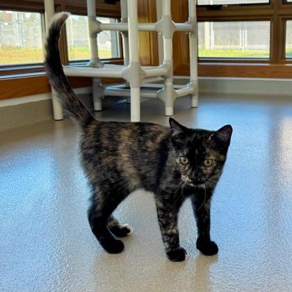 Enlarge Rita, a Adoptable mixed breed in Traverse City, MI image 3/3