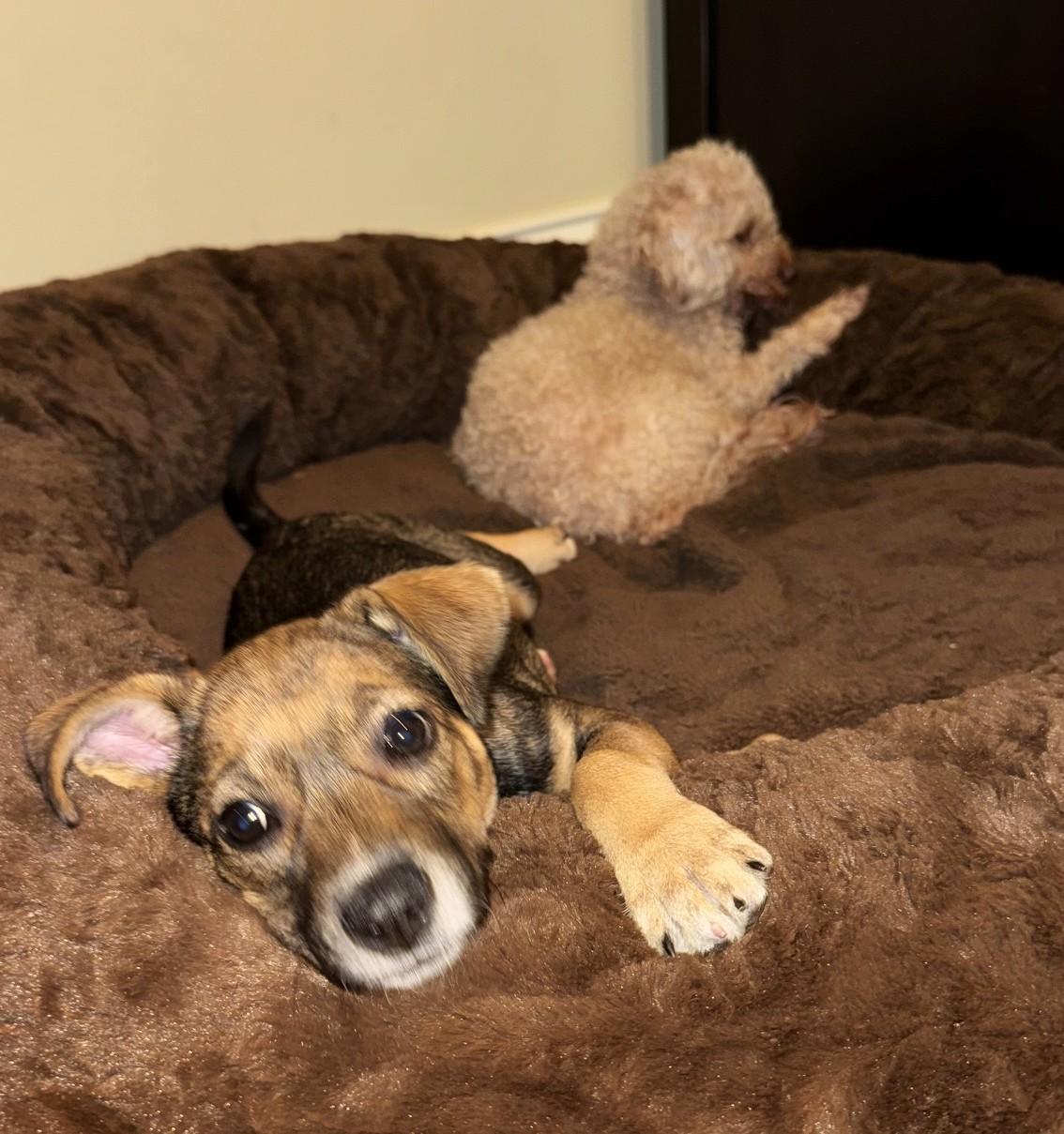 Enlarge Piper, an adopted mixed breed in Palatine, IL image 5/5