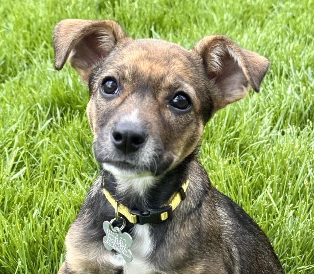 Piper, adopted, Puppy Female Retriever & Mixed Breed.