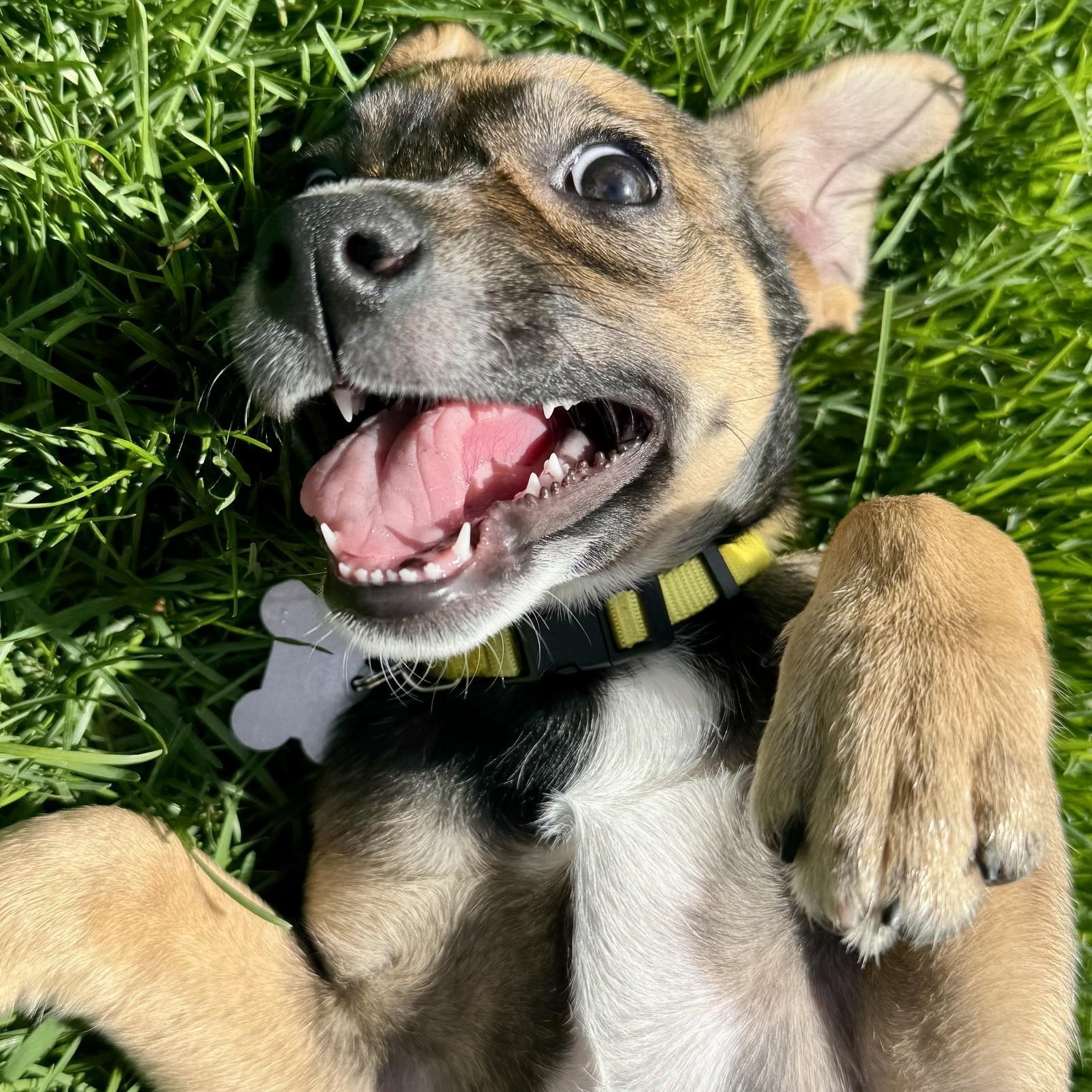 Enlarge Piper, an adopted mixed breed in Palatine, IL image 4/5