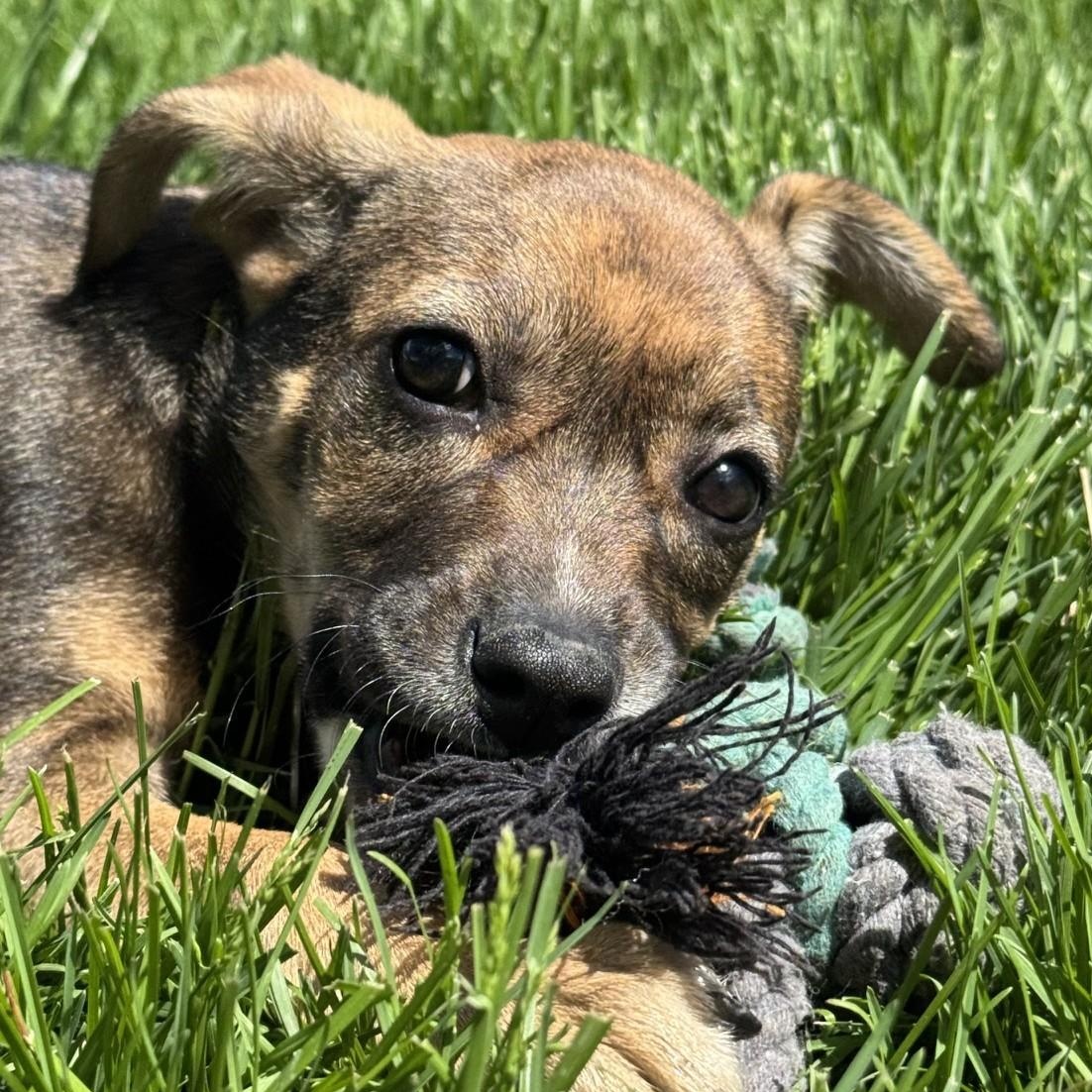 Enlarge Piper, an adopted mixed breed in Palatine, IL image 2/5