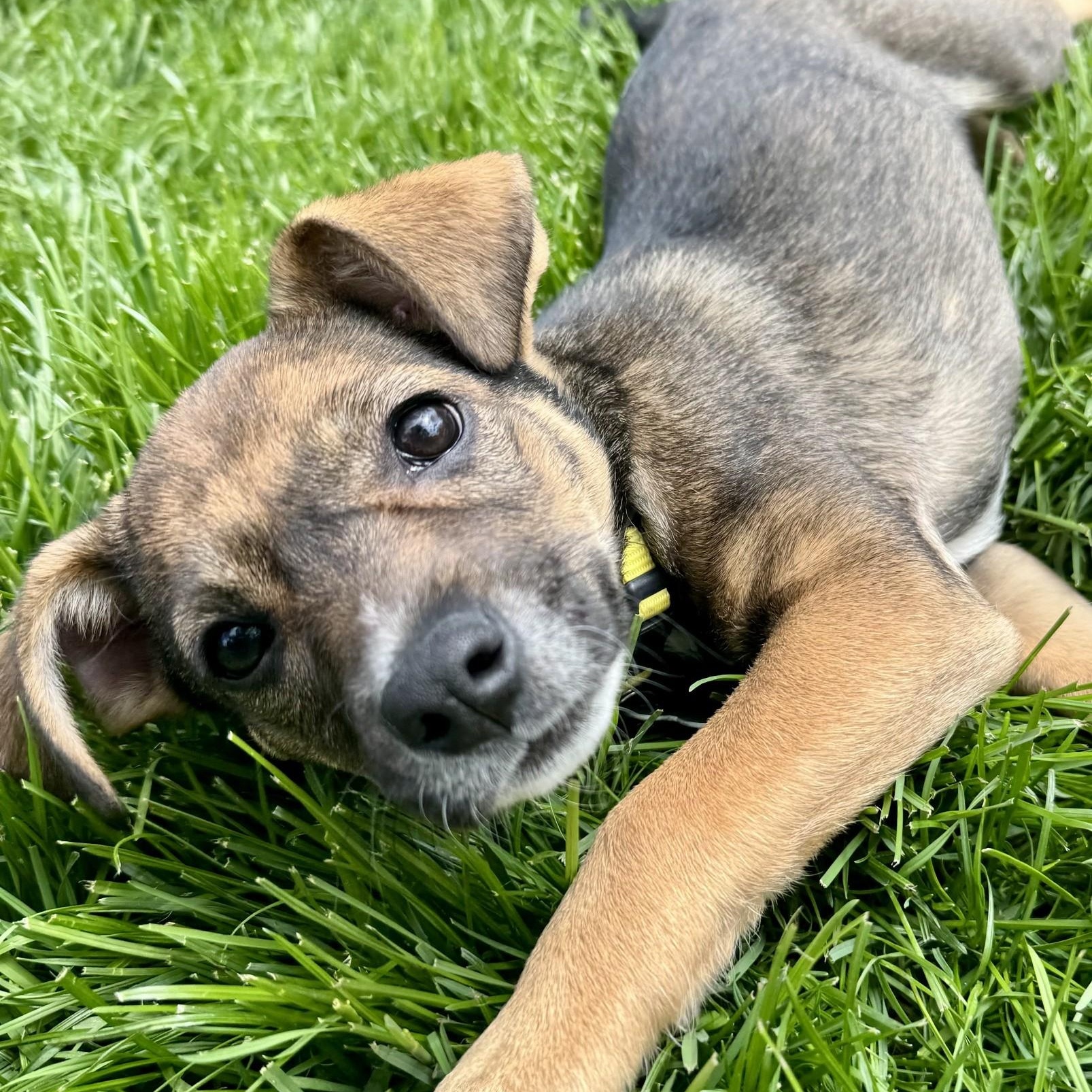 Enlarge Piper, an adopted mixed breed in Palatine, IL image 3/5