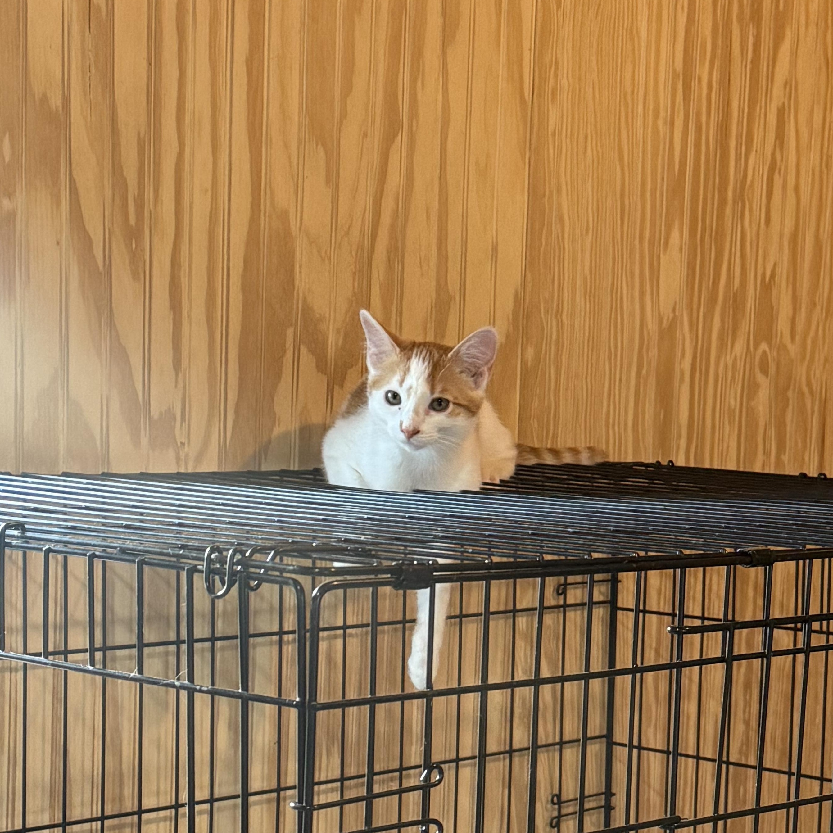 Biggs, a Adoptable Domestic Short Hair in Anna, TX image 1/3