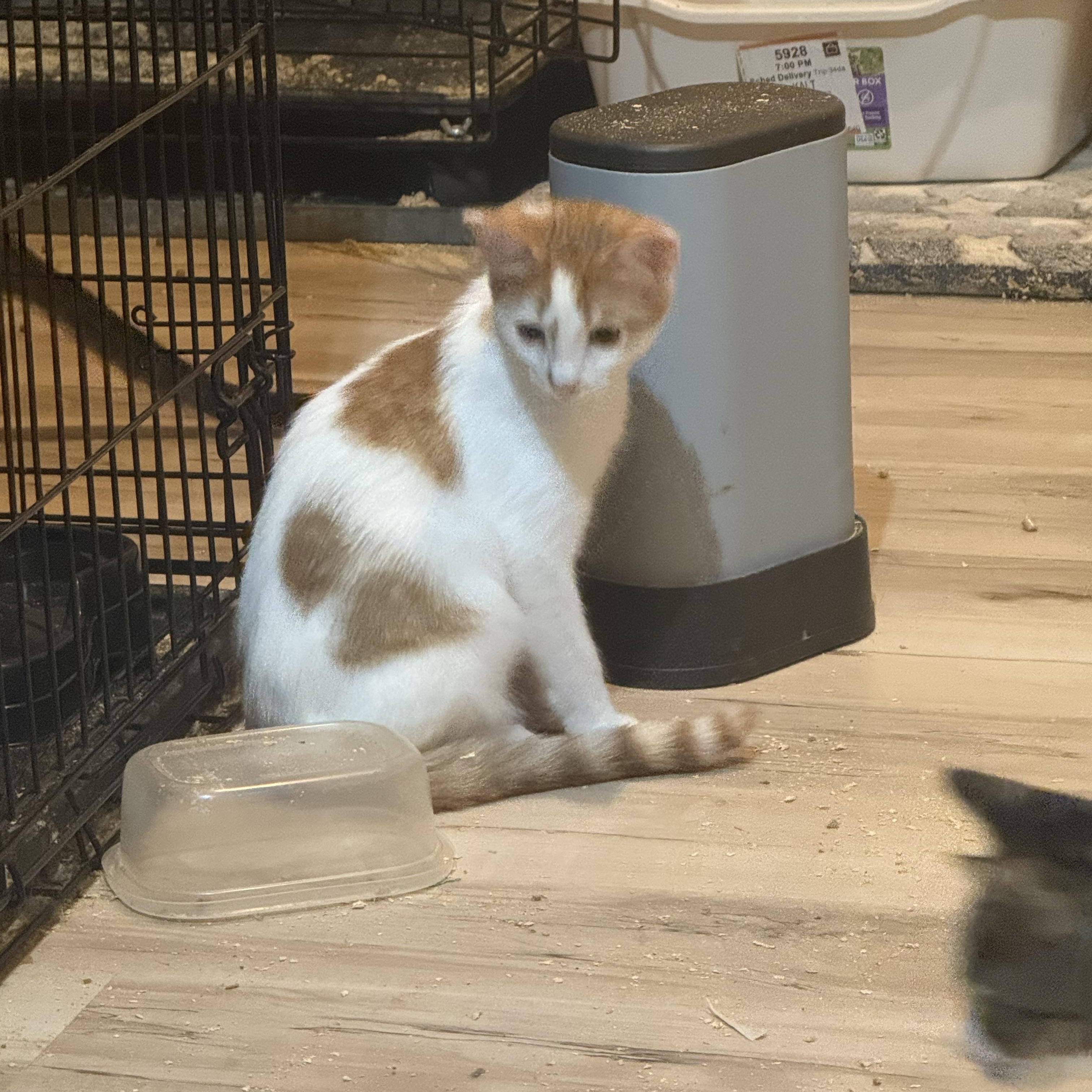 Biggs, a Adoptable Domestic Short Hair in Anna, TX image 3/3