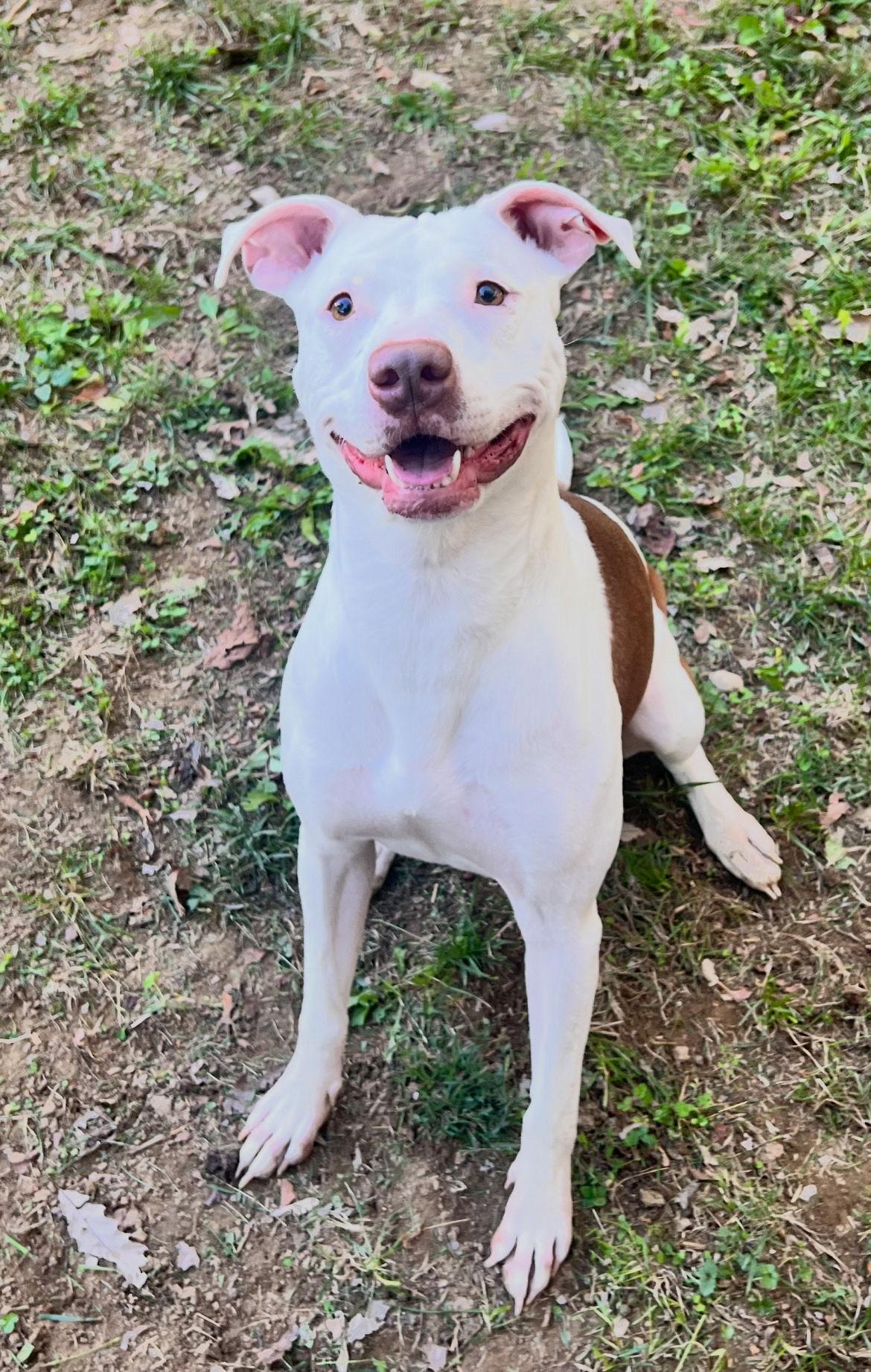Enlarge Stormy, a Adoptable Pit Bull Terrier in Newport, KY image 1/3
