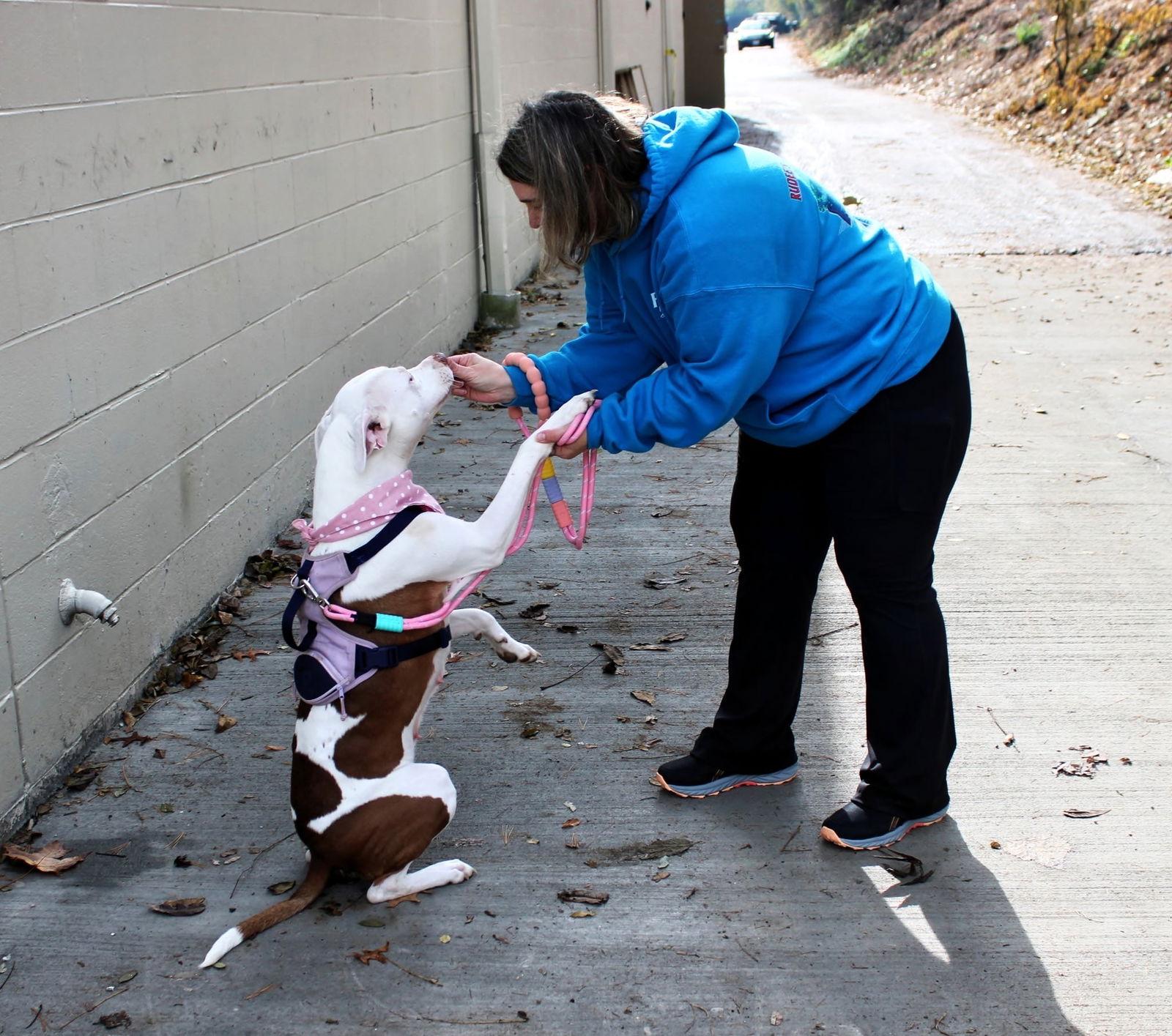 Enlarge Stormy, a Adoptable Pit Bull Terrier in Newport, KY image 2/3