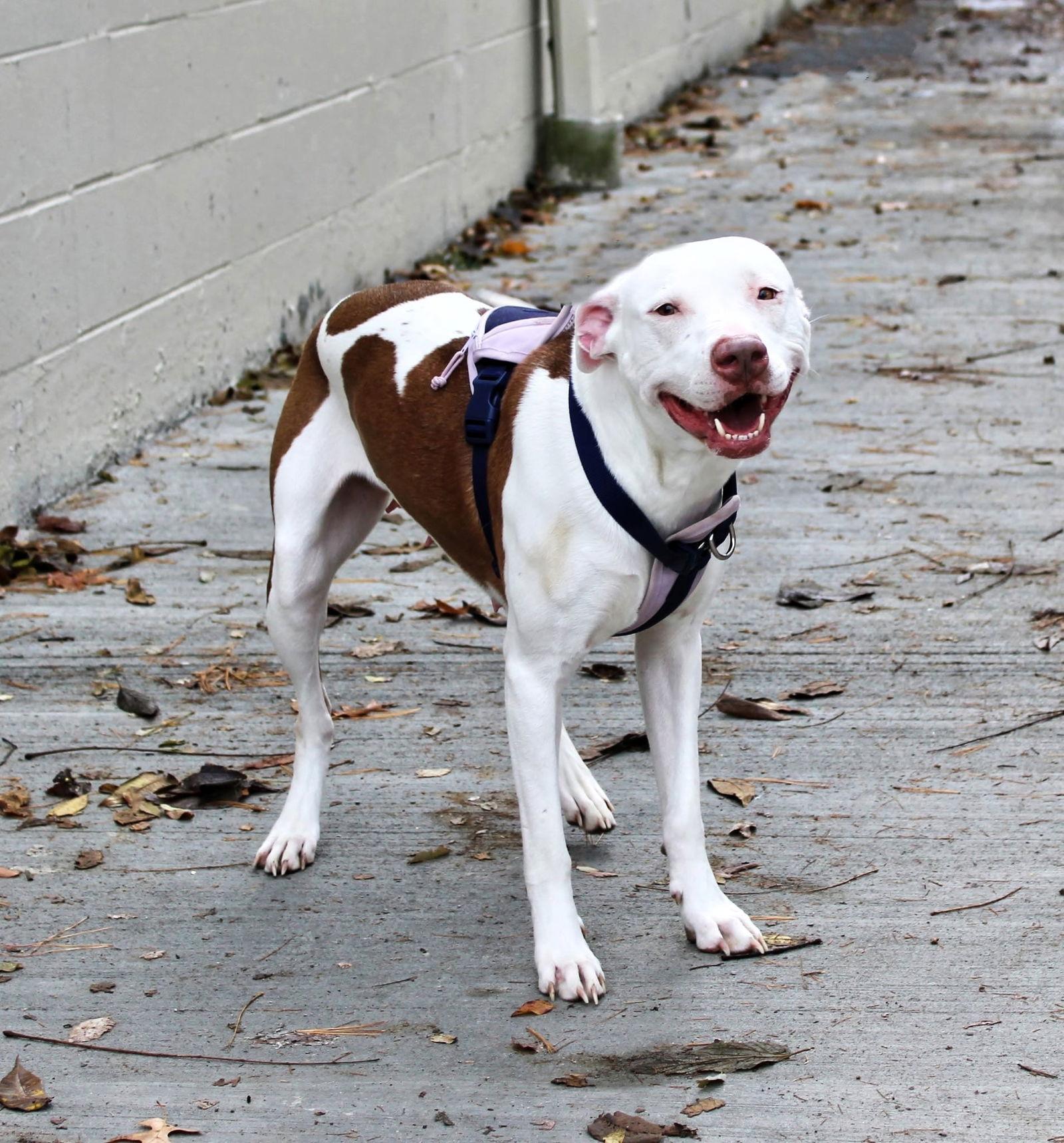 Enlarge Stormy, a Adoptable Pit Bull Terrier in Newport, KY image 3/3