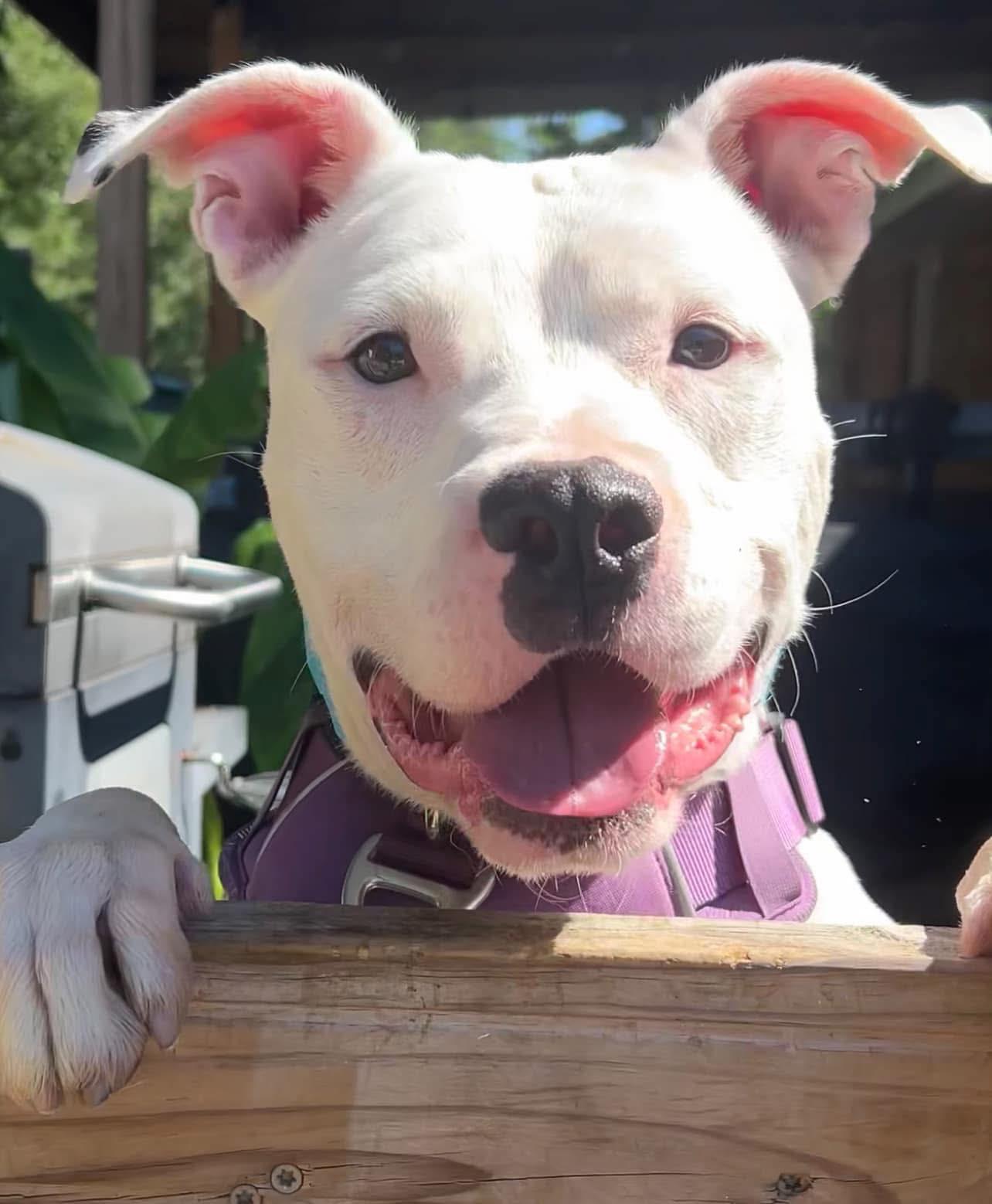 Jordi, Young Male Pit Bull Terrier