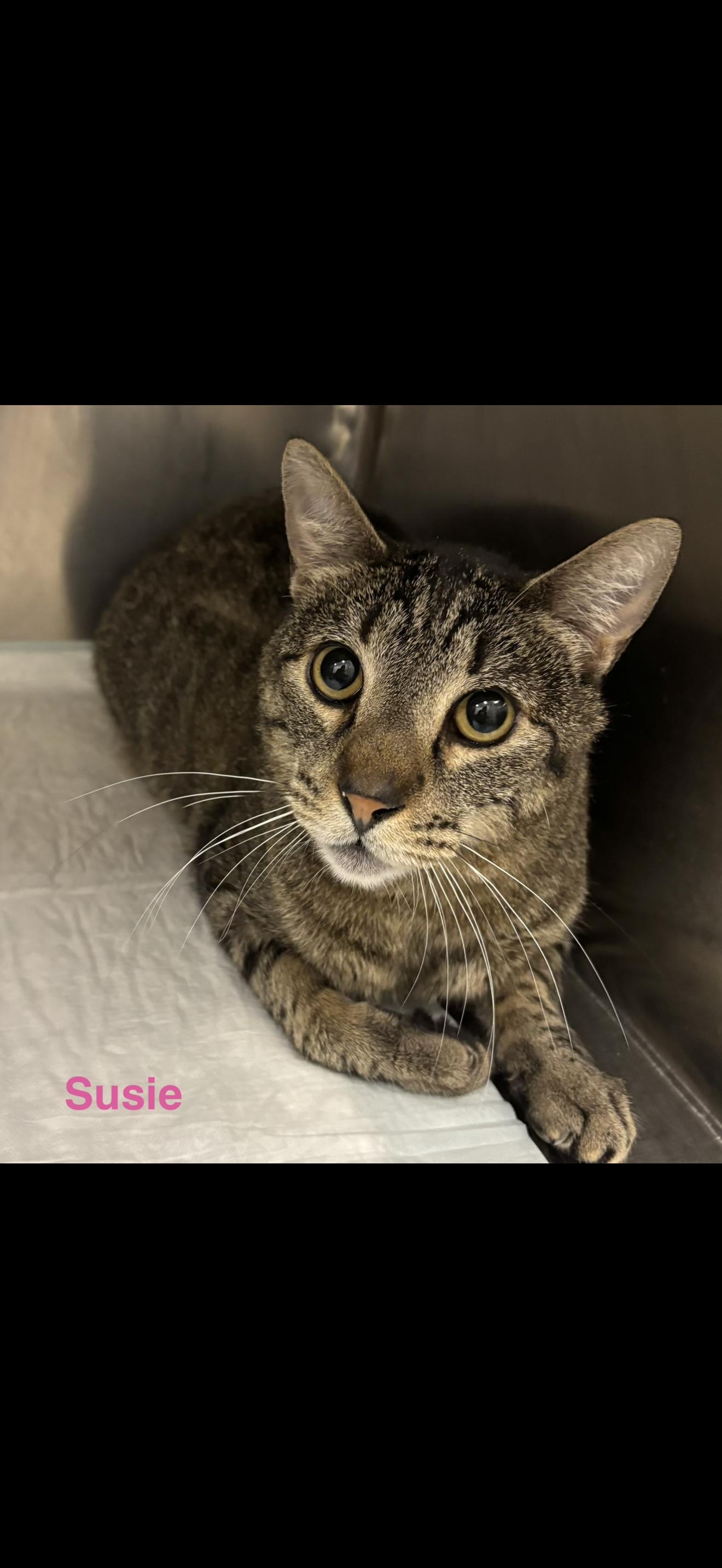 Enlarge Susie (Male), a ADOPTABLE Tabby in Las Vegas, NV image 1/1