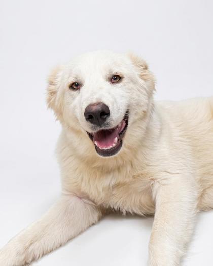 Winter, adopted, Puppy Male Mixed Breed.
