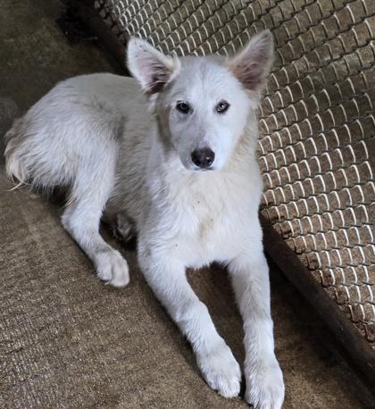 Winter, an adopted mixed breed in Bedford, IN image 2/2