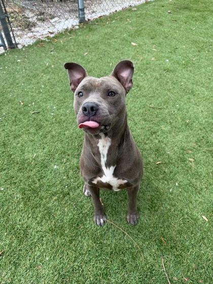 Kane - 2, Adoptable, Adult Male American Staffordshire Terrier & Mixed Breed.