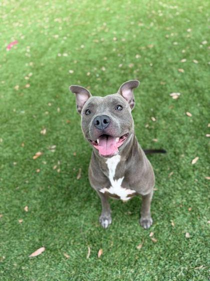 Enlarge Kane - 2, a Adoptable mixed breed in Daytona Beach, FL image 2/3