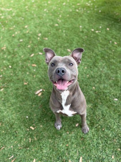 Enlarge Kane - 2, a Adoptable mixed breed in Daytona Beach, FL image 3/3