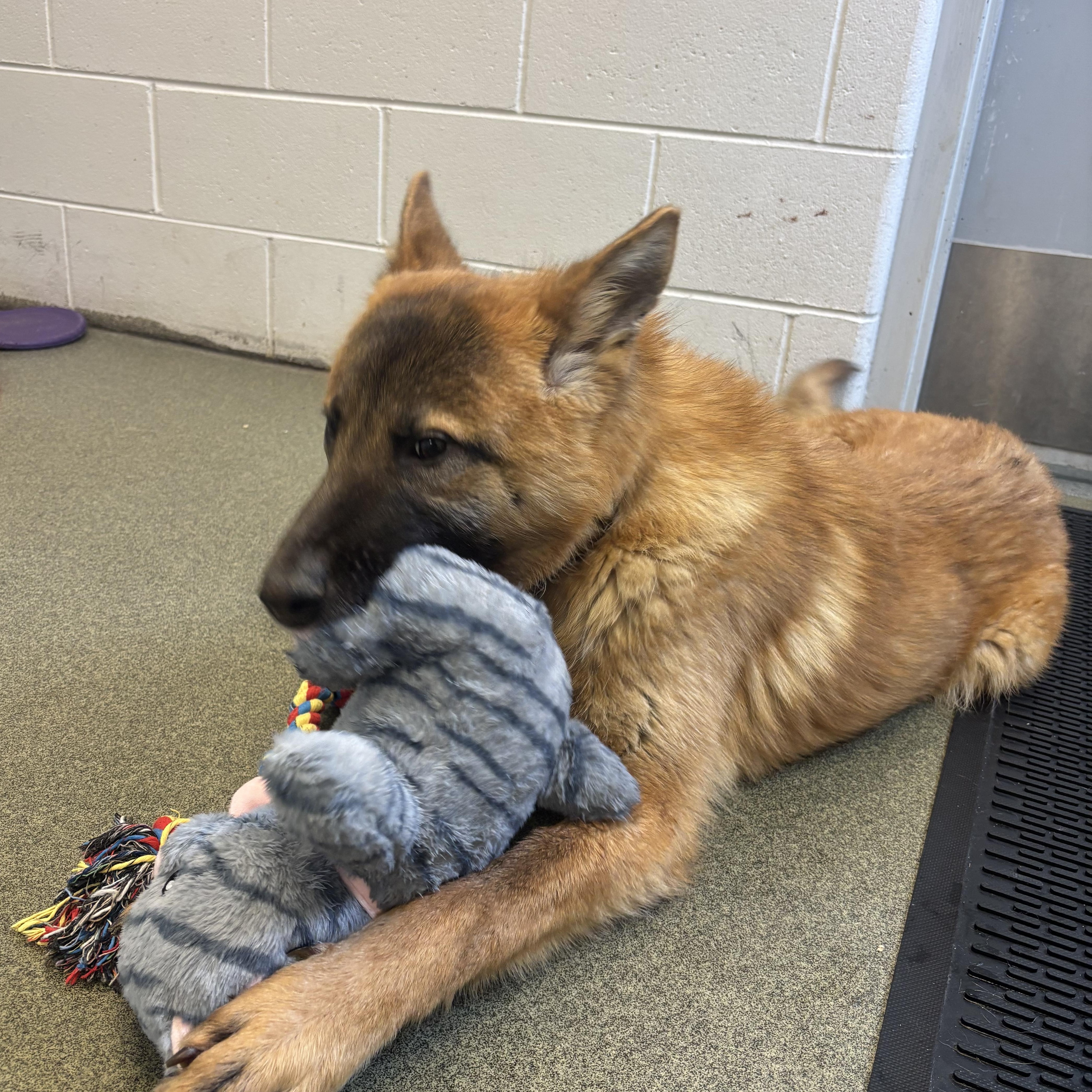 Dunkin, adoptable, Young Male Mixed Breed.