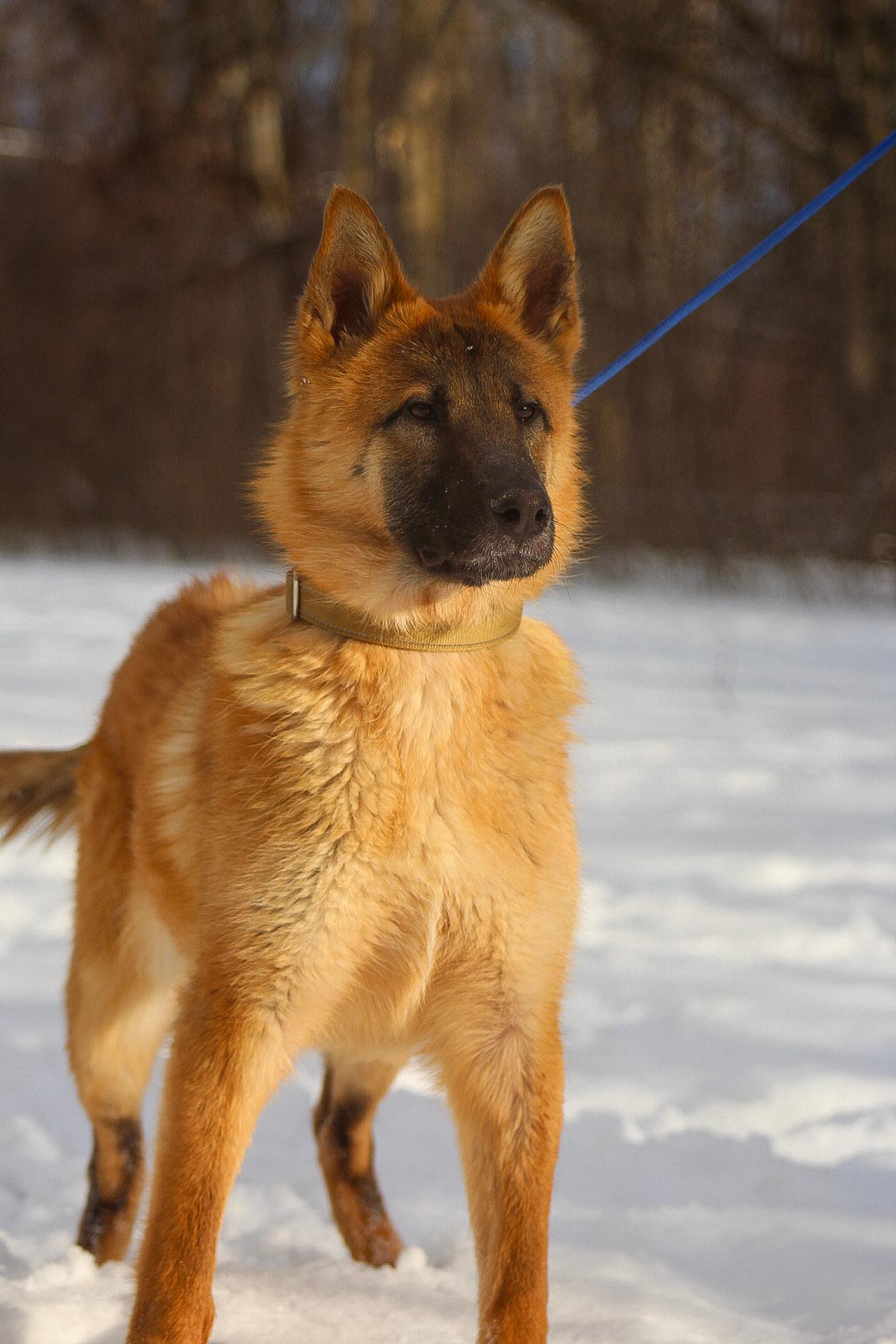 Dunkin, an adoptable Mixed Breed in Mount Pleasant, MI image 3/3