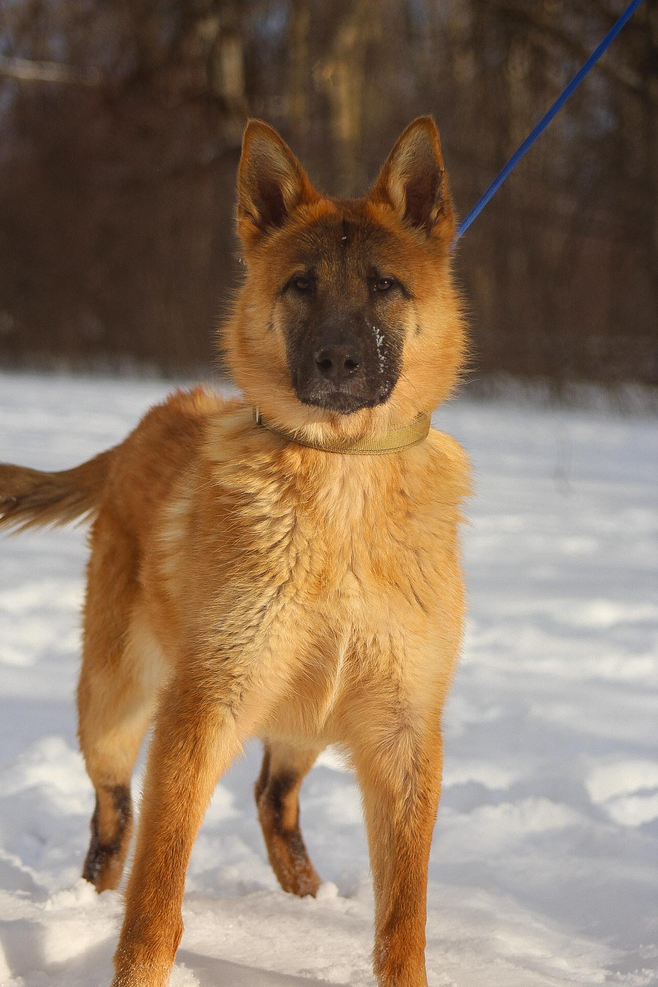 Dunkin, an adoptable Mixed Breed in Mount Pleasant, MI image 1/3