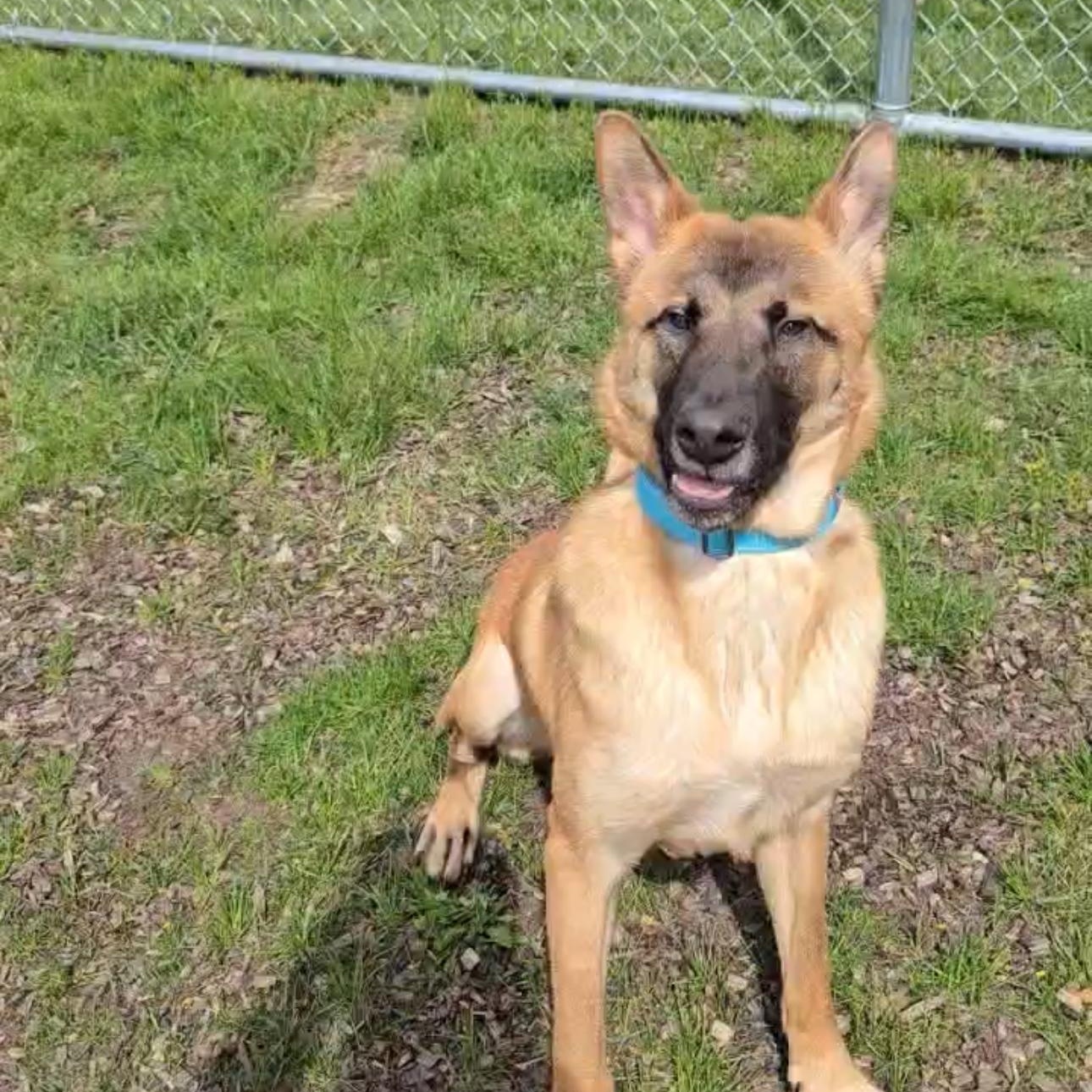 Dunkin, an adoptable Mixed Breed in Mount Pleasant, MI image 2/2