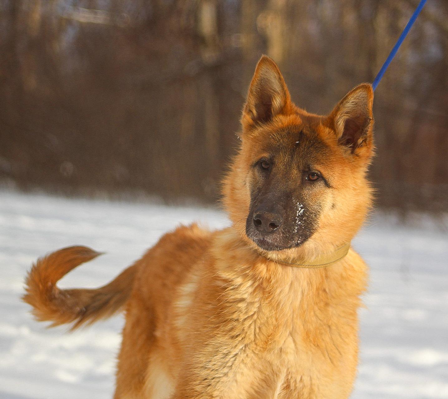 Dunkin, an adoptable Mixed Breed in Mount Pleasant, MI image 2/3