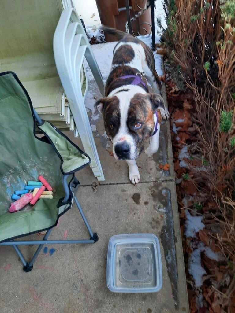 Enlarge Bernard, a ADOPTABLE mixed breed in Attica, IN image 1/2