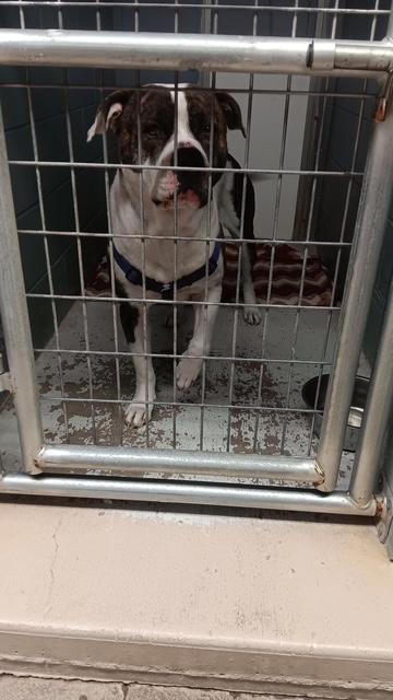 Enlarge Bernard, a ADOPTABLE mixed breed in Attica, IN image 2/2