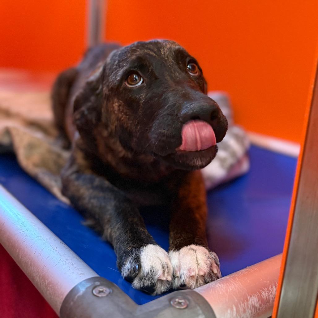 Dutchess, Adoptable, Young Female Australian Cattle Dog / Blue Heeler.