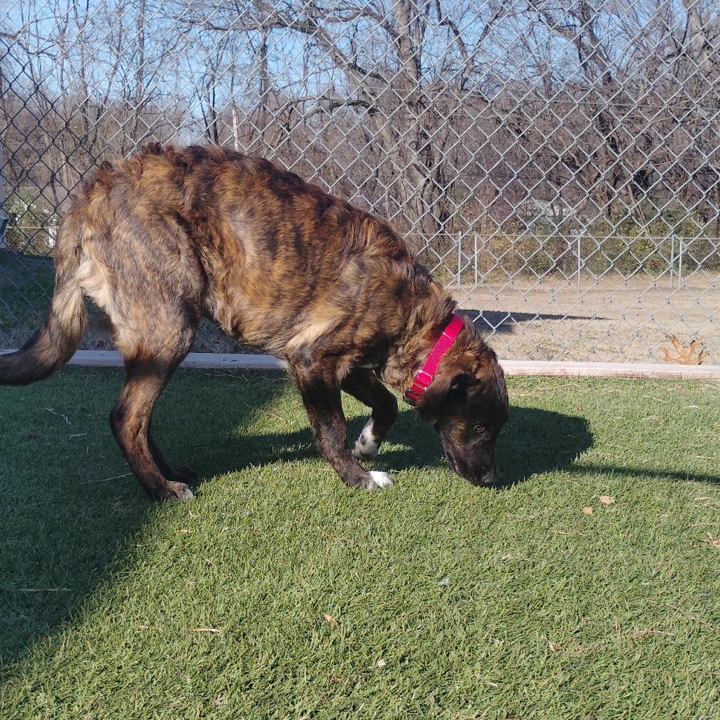 Enlarge Dutchess, a Adoptable mixed breed in Tulsa, OK image 2/5