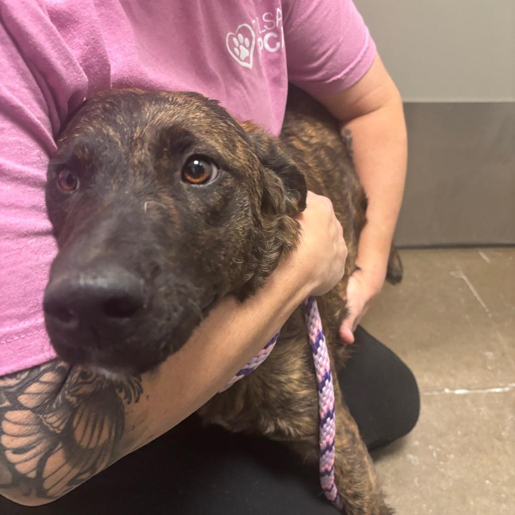 Enlarge Dutchess, a Adoptable mixed breed in Tulsa, OK image 3/5