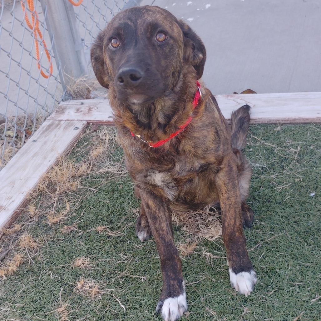 Enlarge Dutchess, a Adoptable mixed breed in Tulsa, OK image 4/5