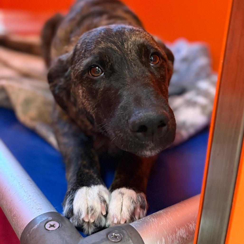 Enlarge Dutchess, a Adoptable mixed breed in Tulsa, OK image 5/5