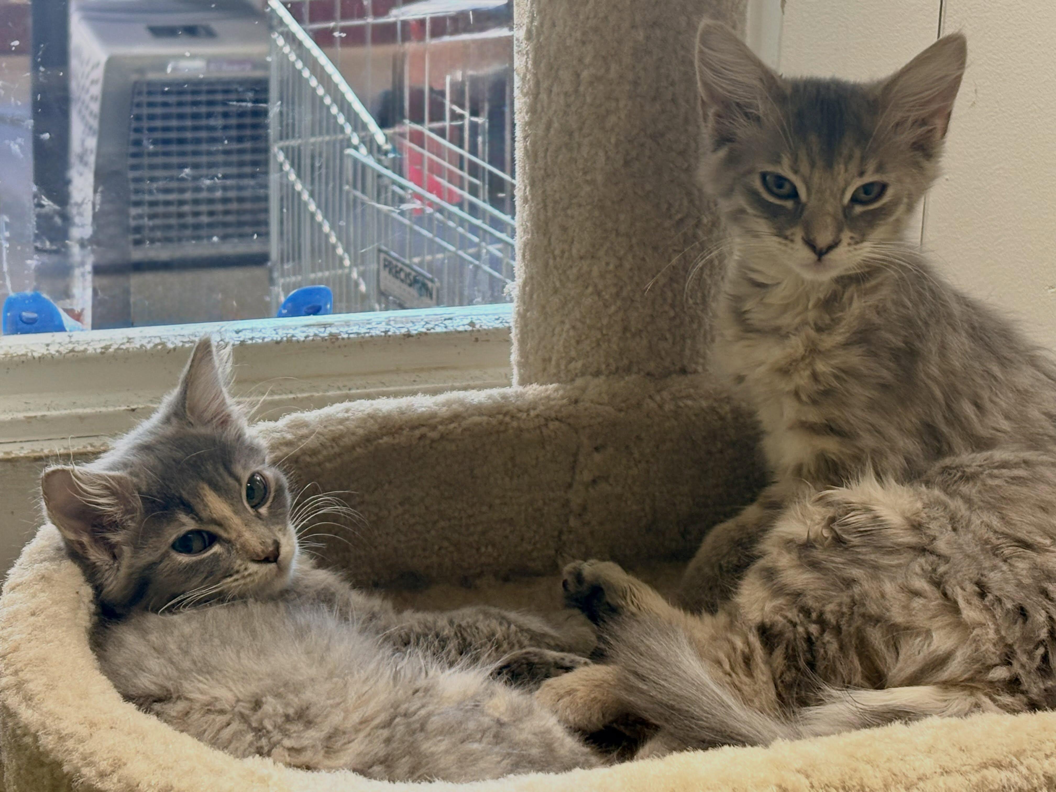 Enlarge Jem & Strawberry Shortcake, a Adoptable Domestic Long Hair in Grass Valley, CA image 3/4