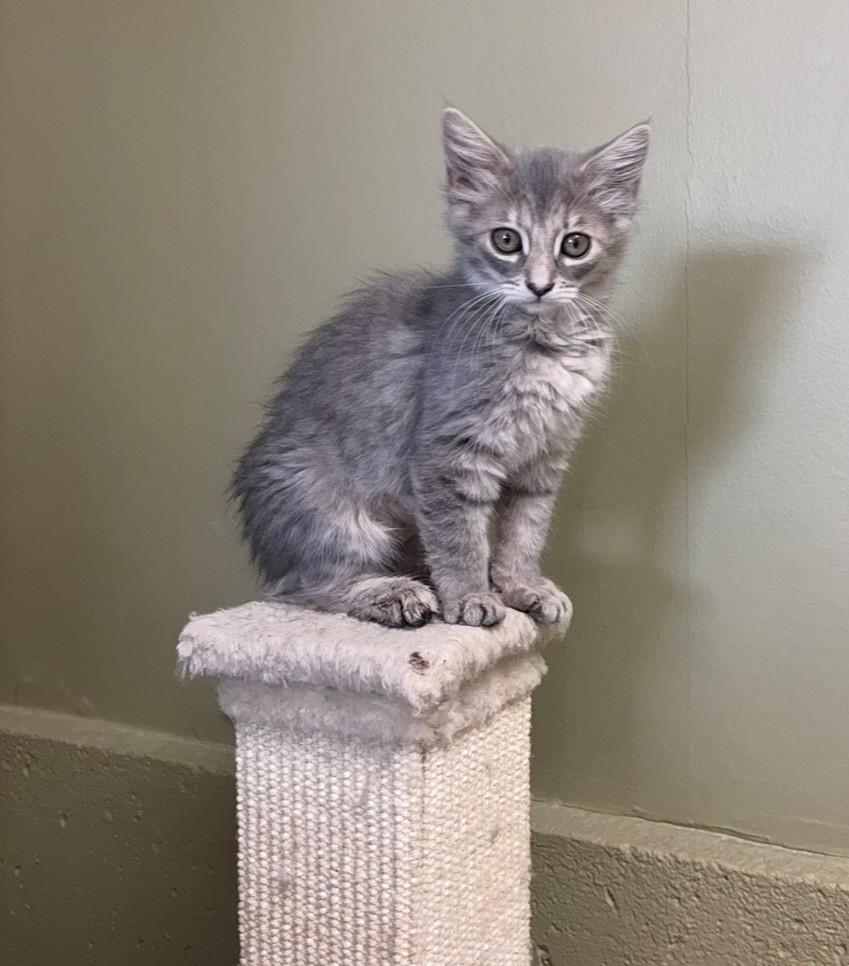 Enlarge Jem & Strawberry Shortcake, a Adoptable Domestic Long Hair in Grass Valley, CA image 4/4
