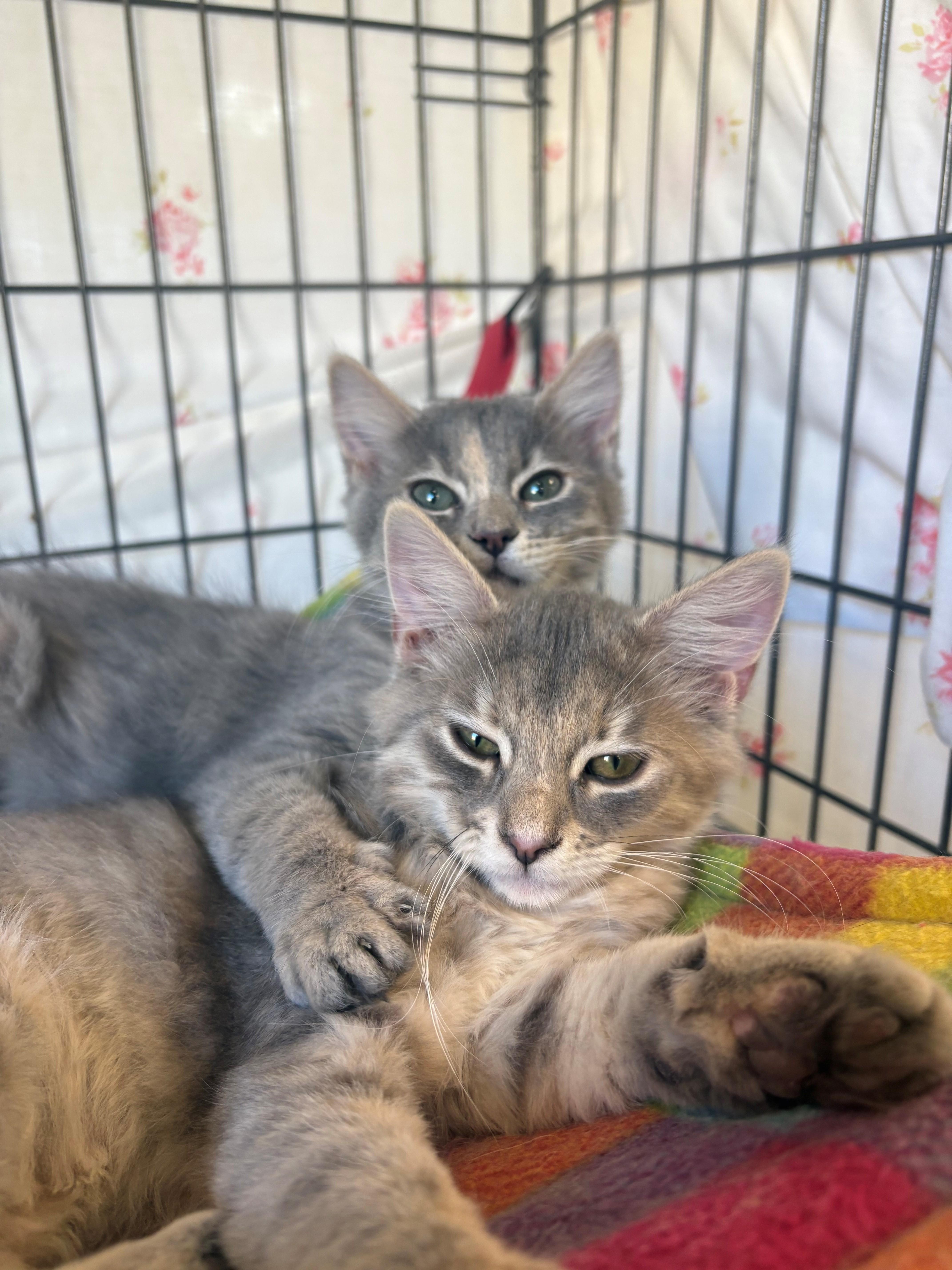Jem & Strawberry Shortcake, Adoptable, Young Female Domestic Long Hair.