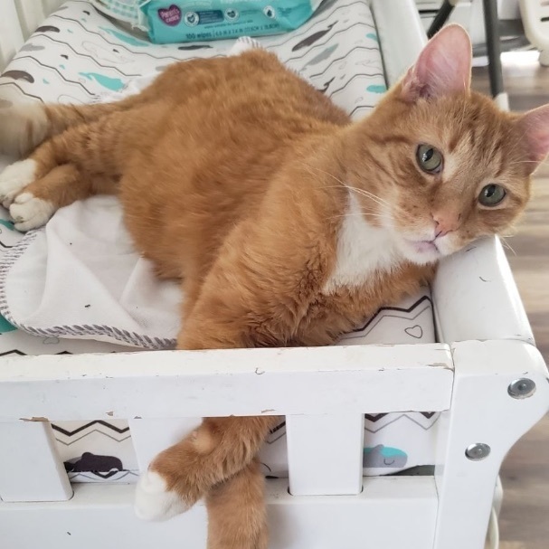 Theo, a Adoptable Domestic Short Hair in Philadelphia, PA image 2/6