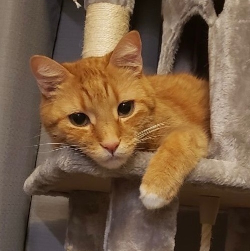 Theo, Adoptable, Senior Male Domestic Short Hair.