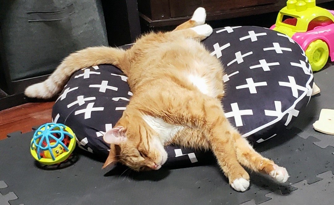 Theo, a Adoptable Domestic Short Hair in Philadelphia, PA image 3/6