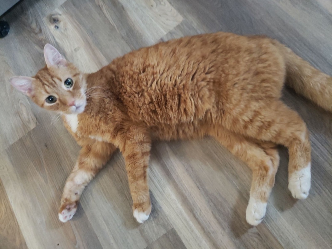 Theo, a Adoptable Domestic Short Hair in Philadelphia, PA image 4/6