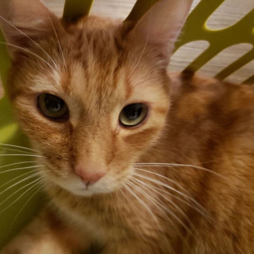 Theo, a Adoptable Domestic Short Hair in Philadelphia, PA image 5/6