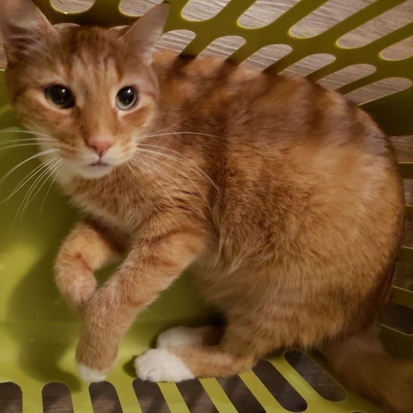 Theo, a Adoptable Domestic Short Hair in Philadelphia, PA image 6/6