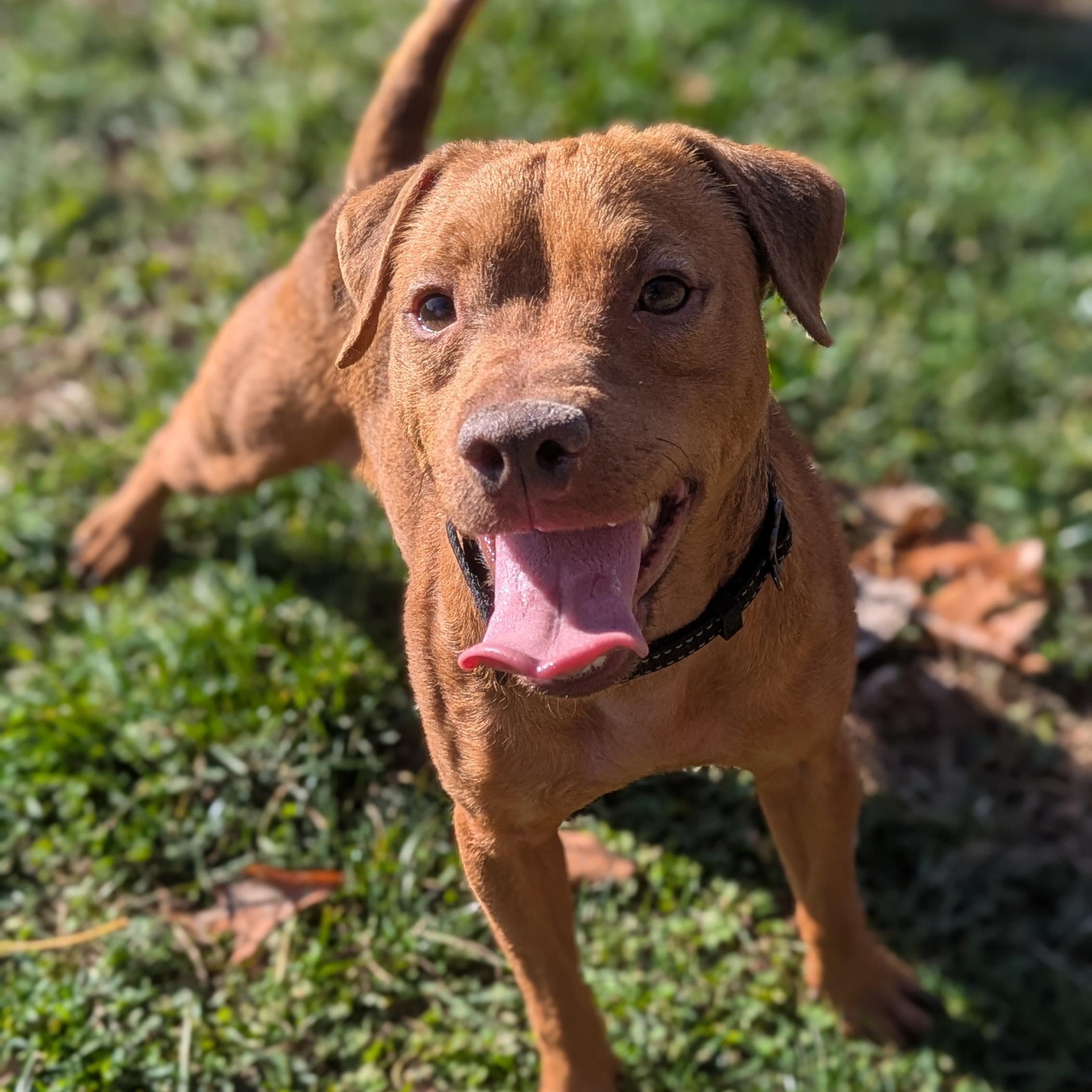 Enlarge Jose, an adopted mixed breed in Benton Harbor, MI image 1/6